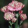 masterwort
