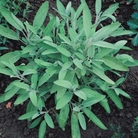 Sage - 5 Plug Plants