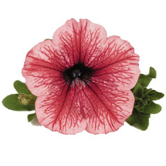 Petunia Hot Salmon - 5 Plug Plants