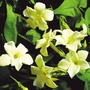 Jasmine Clotted Cream - 5 Plug Plants