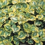 Lamium Golden Anniversary - 5 Plug Plants