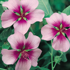 Tree Mallow - 5 Plug Plants