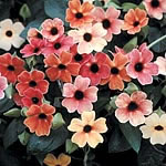 Thunbergia alata African Sunset Seeds Packet Content 10 seeds - Flower Seeds