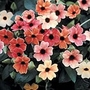 Thunbergia alata African Sunset Seeds (Black-eyed Susan)