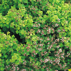 Thyme - 5 Plug Plants