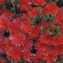 Chrysanthemum Red - 5 Plug Plants