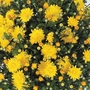 Chrysanthemum Yellow - 5 Plug Plants