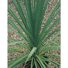 Cordyline Australis - 5 Plug Plants