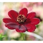 Chocolate Cosmos - 5 Plug Plants