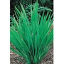 Phormium Tenax - 5 Plug Plants