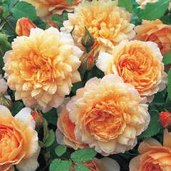 David Austin Rose Grace - One Bareroot Plant