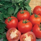 Tomato Alicante Seeds