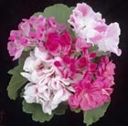 five bedding geraniums