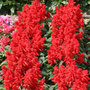 50 plus 20 FREE Large Plug Plants