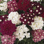 50 plus 20 FREE Large Plug Plants