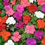 100 plus 60 FREE Plug Plants    busy Lizzie