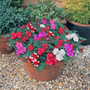 100 plus 60 FREE Plug Plants   busy Lizzie