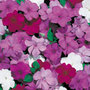 50 plus 20 FREE Large Plug Plants    busy lizzie