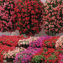 50 plus 20 FREE Large Plug Plants    busy lizzie