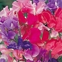 Fun to Grow Seeds: Susie Sweet Pea  - Fun to Grow: Seeds for Kids!