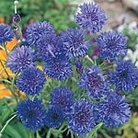 Cornflower Blue Boy Seeds Units: Average Packet Content 320 seeds - RSPB Wildlife Attracting Seeds