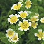 Poached Egg Plant Limnanthes Douglasii Seeds Units: Average Packet Content 130 seeds - RSPB Wildlife Attracting Seeds