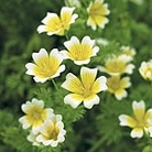 Poached Egg Plant Limnanthes Douglasii Seeds Units: Average Packet Content 130 seeds - RSPB Wildlife Attracting Seeds