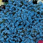Myosotis Indigo Blue Seeds Units: Average Packet Content 410 seeds - RSPB Wildlife Attracting Seeds