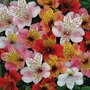 Alstroemeria Planet Mixed - Pack of 5 Bareroot Plants