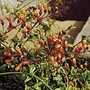 Eccremocarpus Scaber Apricot Orange Seeds Units: Average Packet Content 200 seeds - Alan Titchmarsh Cottage Garden Flower Seeds