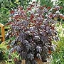 Hibiscus Burnished Bronze Seeds Units: Average Packet Content 22 seeds - Alan Titchmarsh Cottage Garden Flower Seeds
