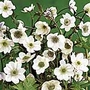 Anemone Leveillei Plants Pack of 3 Potted Plants - Perennial Plants