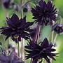 Aquilegia Black Barlow Plants Pack of 3 Potted Plants - Perennial Plants