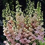Delphinium Princess Caroline Plants Pack of 3 Potted Plants - Perennial Plants