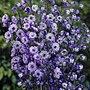 Delphinium La Boheme Plants