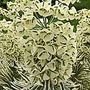 Euphorbia Tasmanian Tiger Plants Pack of 3 Potted Plants - Perennial Plants