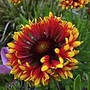Gaillardia Frenzy Plants