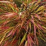 Hakonechloa Nicolas Plants Pack of 3 Potted Plants - Perennial Plants