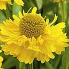 Helenium Double Trouble Plants Pack of 3 Potted Plants - Perennial Plants