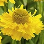 Helenium Double Trouble Plants