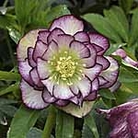 Helleborus Picotee Plants Pack of 3 Potted Plants - Perennial Plants