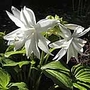 Hosta Venus Plants Pack of 3 Potted Plants - Perennial Plants