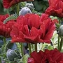 Papaver King Kong Plants Pack of 3 Potted Plants - Perennial Plants