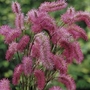 Sanguisorba Obtusa Plants