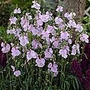 Sidalcea Little Princess Plants Pack of 3 Potted Plants - Perennial Plants
