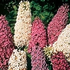Buddleia Flutterby Mixed Seeds Units: Average Packet Content 225 seeds - RSPB Wildlife Attracting Seeds