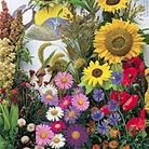 Bird Attracting Seed Mixture Units: Average Packet Content 300 seeds - RSPB Wildlife Attracting Seeds