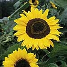 Sunflower Tall Yellow Seeds Units: Average Packet Content 50 seeds - RSPB Wildlife Attracting Seeds