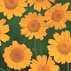 Corn Marigold Seeds Units: Average Packet Content 450 seeds - RSPB Wildlife Attracting Seeds