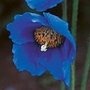 Meconopsis China Blue Plants Pack of 3 Pot Ready Plants - Perennial Plants